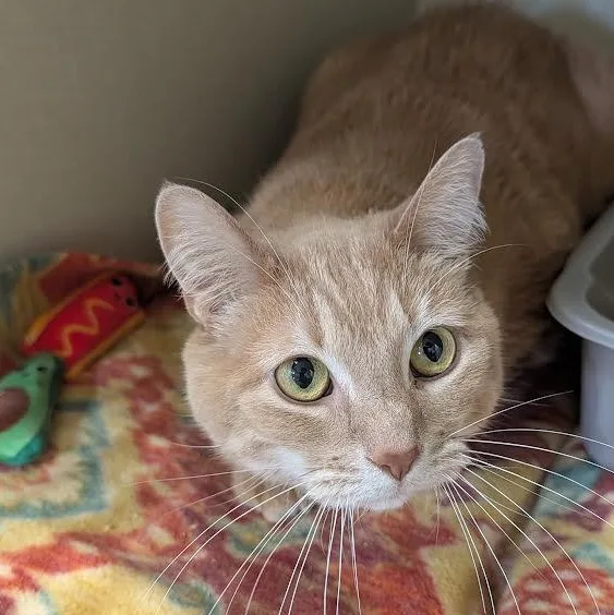 An adult medium-sized male Orange / Red American Shorthair cat named Peanut for adoption in Blue Earth, MN