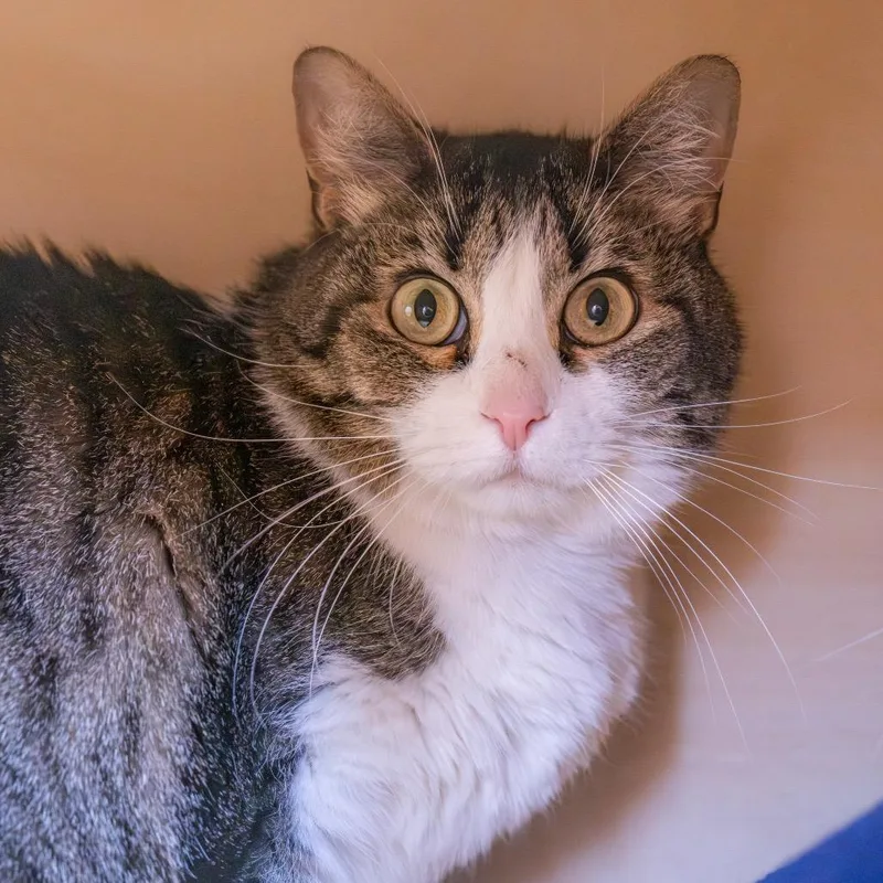 An adult medium-sized female Brown / Chocolate Domestic Short Hair cat named Bastet for adoption in Albuquerque, NM