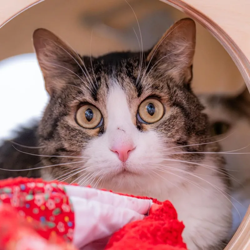 Bastet thumbnail 5