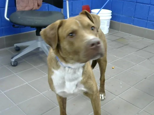 An adult large-sized male Pit Bull Terrier dog named Moose for adoption in Albuquerque, NM