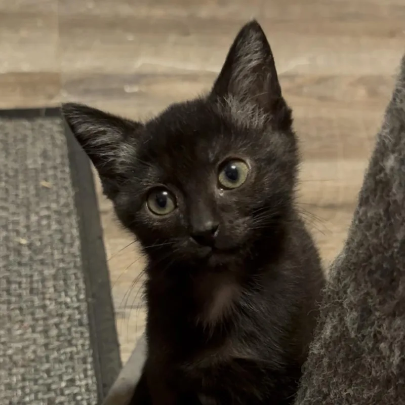 A baby small-sized male Black Domestic Short Hair cat named Dash for adoption in HERNANDO, MS