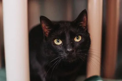A baby small-sized female Domestic Short Hair cat named B Tofu Pounce Cat for adoption in North Charleston, SC