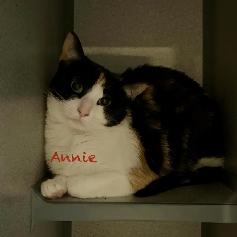 An adult medium-sized female Calico cat named Annie Leibovitz for adoption in Palatine, IL