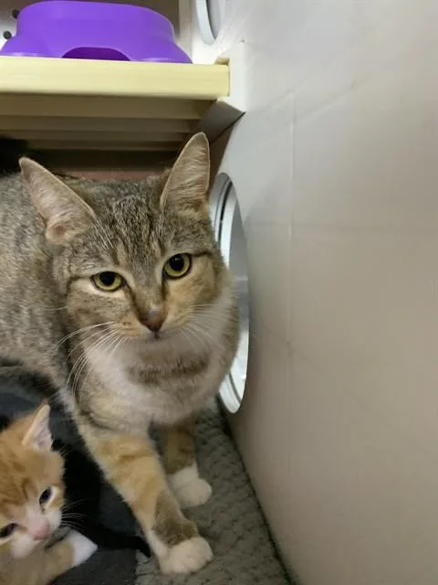 A young medium-sized female Domestic Short Hair cat named Baby Girl for adoption in Chester, SC