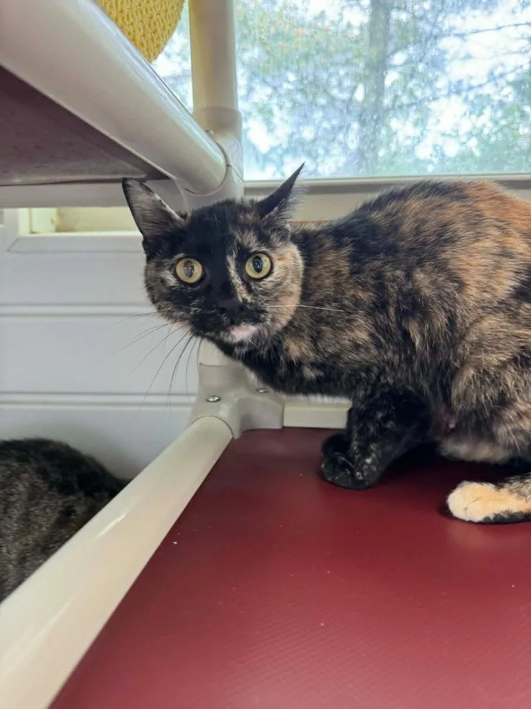A young medium-sized female Domestic Short Hair cat named Jane for adoption in Marion, OH