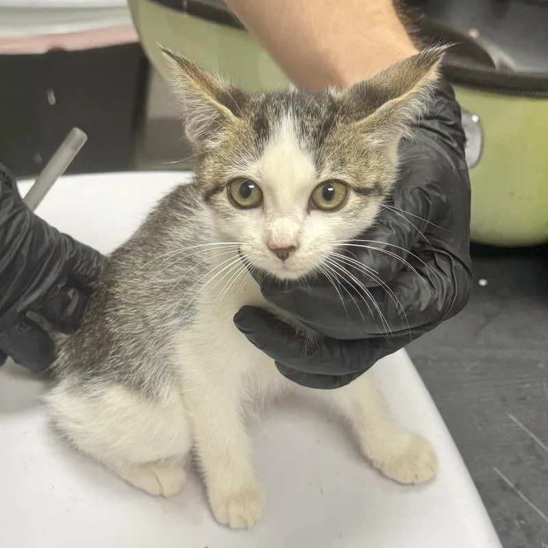A baby small-sized female Domestic Short Hair cat named Cass for adoption in Lufkin, TX