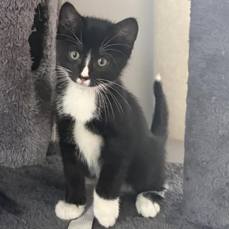 A baby small-sized male Black Domestic Short Hair cat named Beesly C for adoption in Princeton, MN