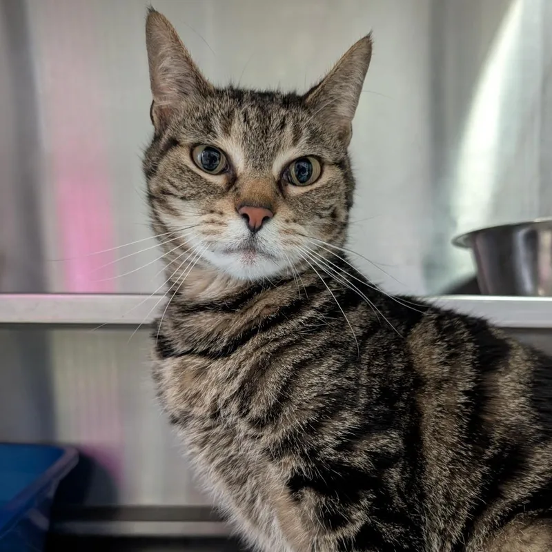 An adult medium-sized female Brown / Chocolate Domestic Short Hair cat named Sky for adoption in Springfield, IL