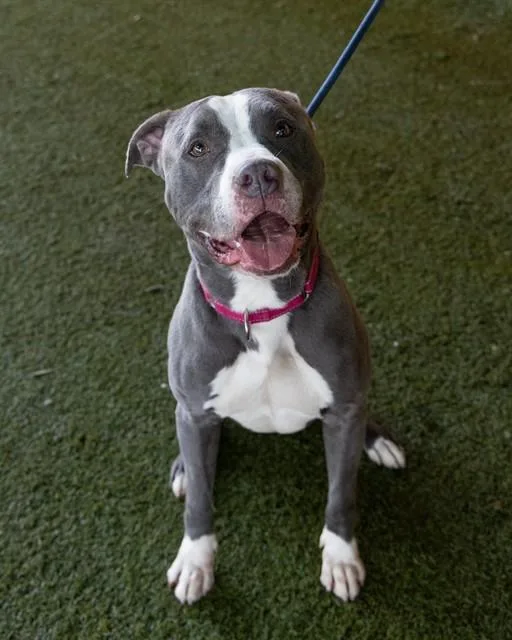An adult large-sized male American Bulldog dog named Blu for adoption in Miami, FL