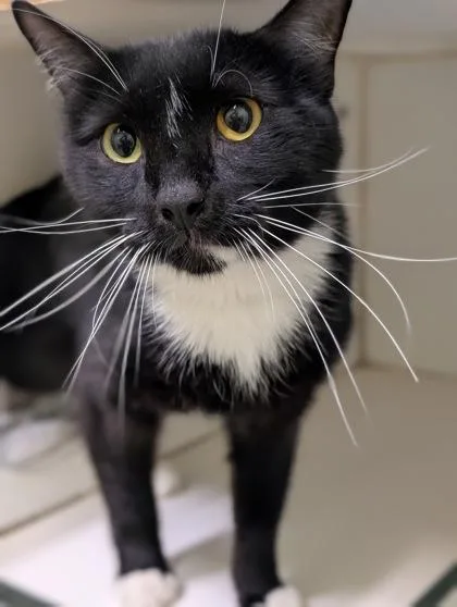 An adult small-sized male Domestic Short Hair cat named Jasper for adoption in Mansfield, TX
