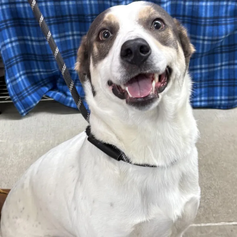 An adult large-sized male White / Cream Pit Bull Terrier dog named Theo for adoption in Marshalltown, IA