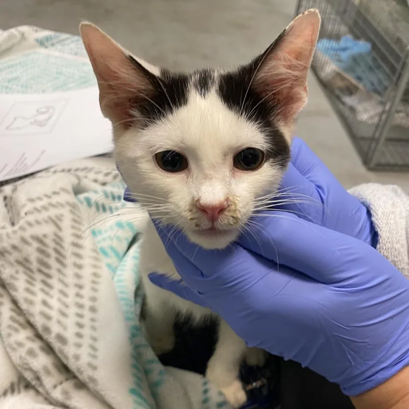 A baby small-sized male Black Domestic Short Hair cat named Goose Bumps for adoption in Charlottesville, VA