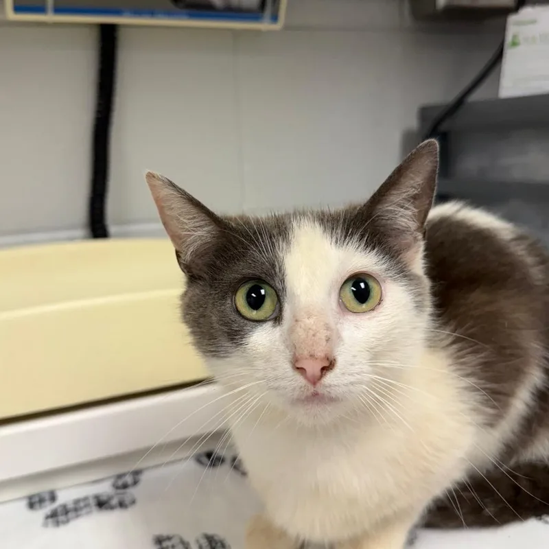 An adult medium-sized female Gray / Blue / Silver Domestic Short Hair cat named Meeka for adoption in Greenville, SC
