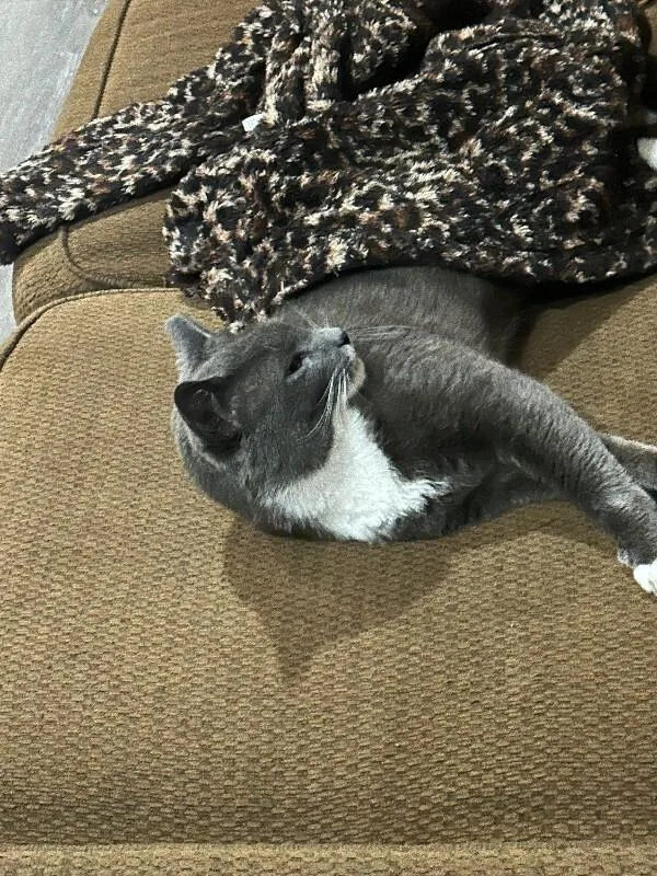 An adult medium-sized male Gray / Blue / Silver Domestic Short Hair cat named Moomoo for adoption in Marietta, GA