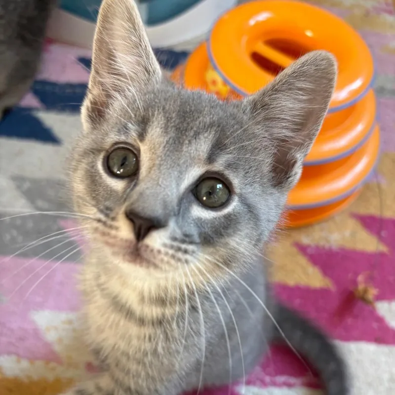 A baby small-sized male Gray / Blue / Silver Domestic Short Hair cat named Soot for adoption in Harrisonburg, VA