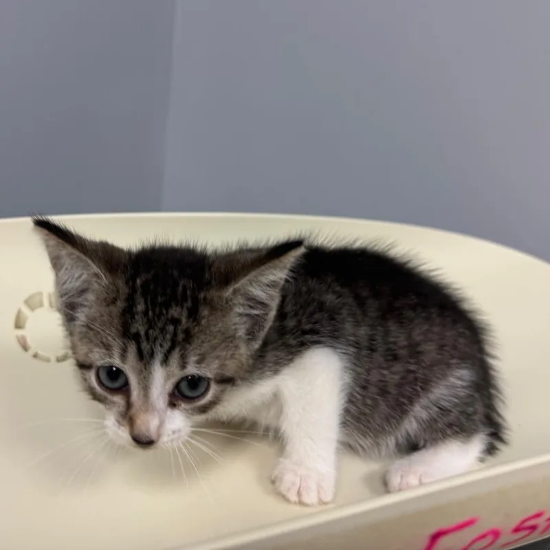 A baby small-sized female Brown / Chocolate Domestic Short Hair cat named Altoid for adoption in Columbus, GA