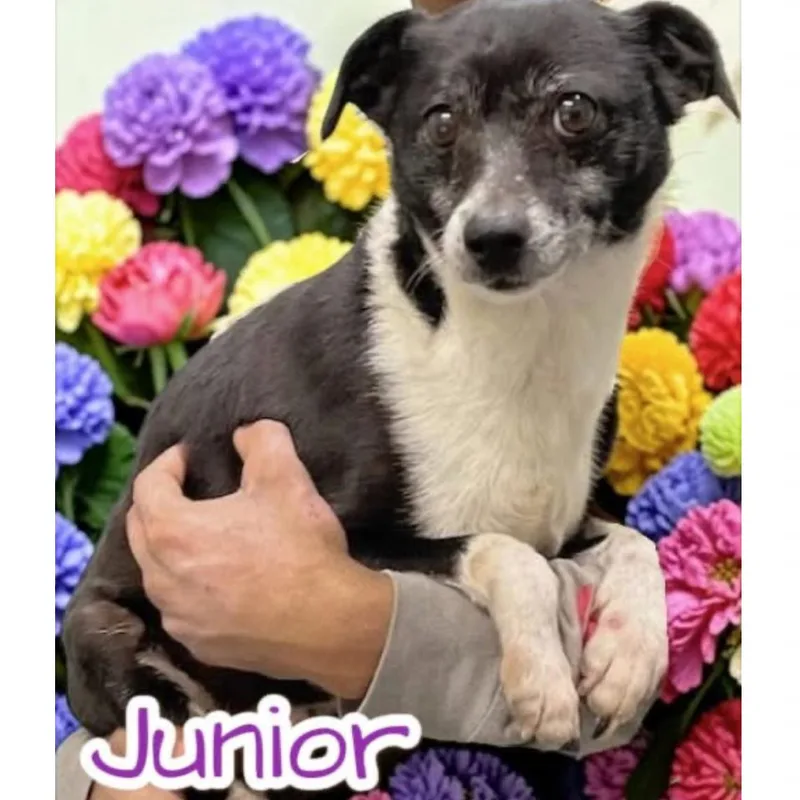 An adult small-sized male Black Mixed Breed dog named Junior for adoption in Rockville, MD