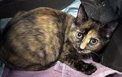 A young small-sized female Domestic Short Hair cat named B Sable for adoption in North Charleston, SC