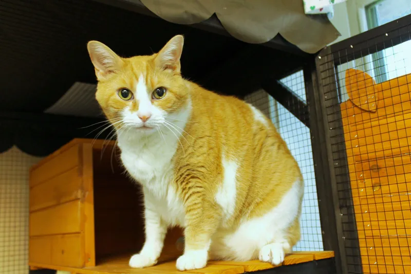An adult large-sized male Orange & White Domestic Short Hair cat named Little Dude for adoption in Urbana, OH