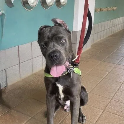 An adult large-sized male Cane Corso dog named Atlas for adoption in Honolulu, HI