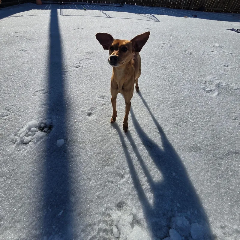 A young small-sized female Brown / Chocolate Whippet dog named Mimmi for adoption in Anderson, SC