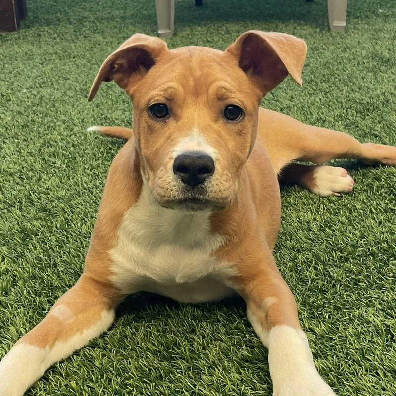 A baby large-sized female Pit Bull Terrier dog named Tonks The Puppy! for adoption in Burlingame, CA