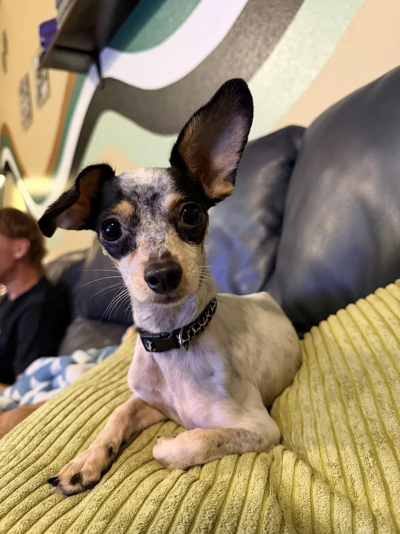 An adult small-sized male Chihuahua dog named Pigeon for adoption in Saint Augustine, FL