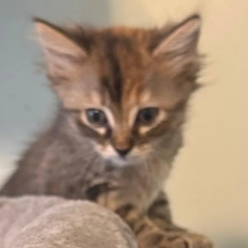 A baby small-sized female Brown / Chocolate Domestic Long Hair cat named Lulu for adoption in Frederick, MD