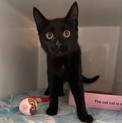 A baby small-sized female Black Domestic Short Hair cat named Panther for adoption in Margate, FL