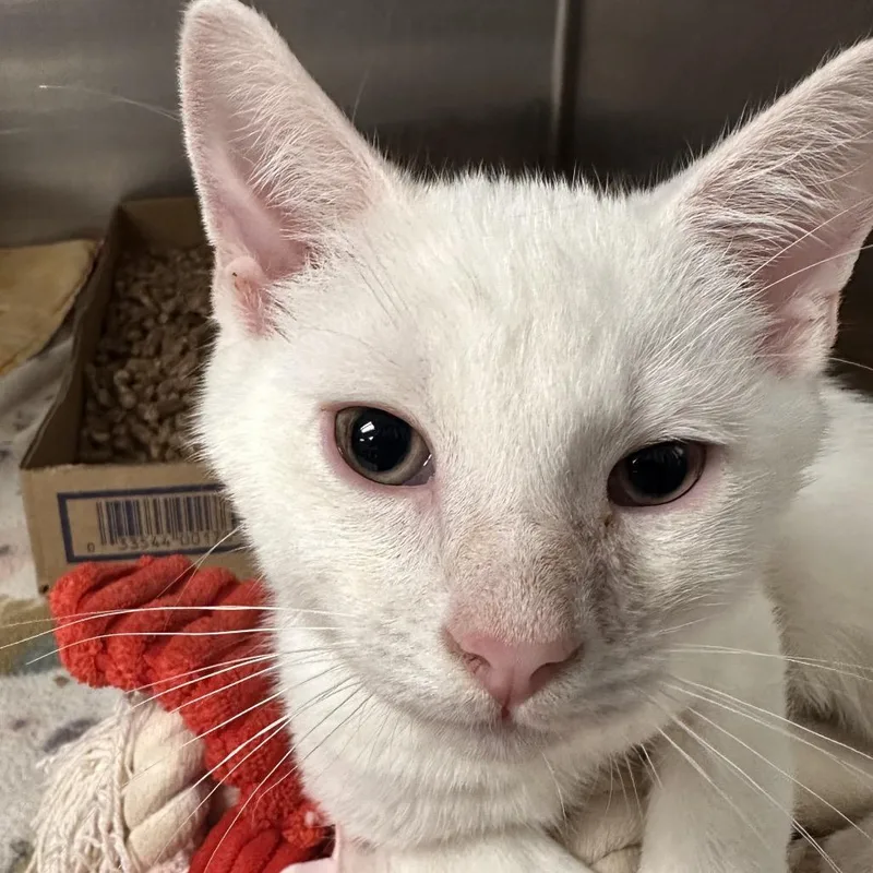 A baby small-sized male White Domestic Short Hair cat named Soy for adoption in Newark, NJ