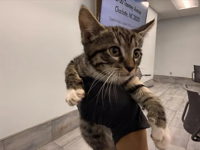 A baby small-sized male Domestic Short Hair cat named Cumin for adoption in Charlotte, NC