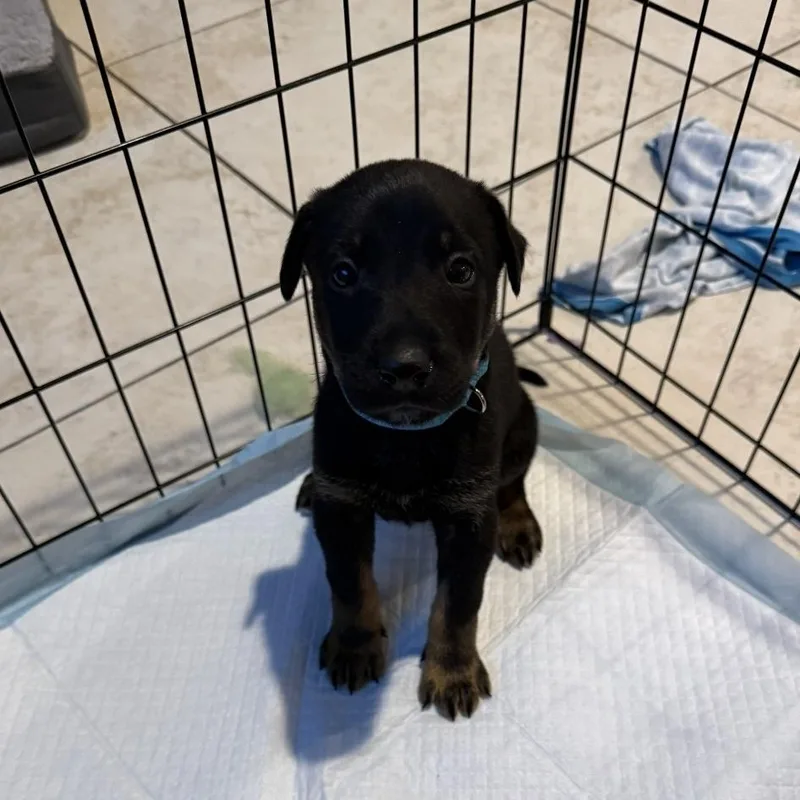 A baby medium-sized male Black German Shepherd Dog dog named Bean for adoption in Brentwood, CA