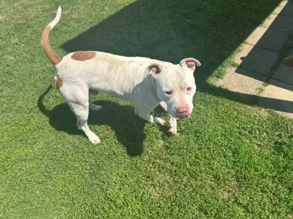 An adult large-sized male Pit Bull Terrier dog named Jerry for adoption in Tulsa, OK