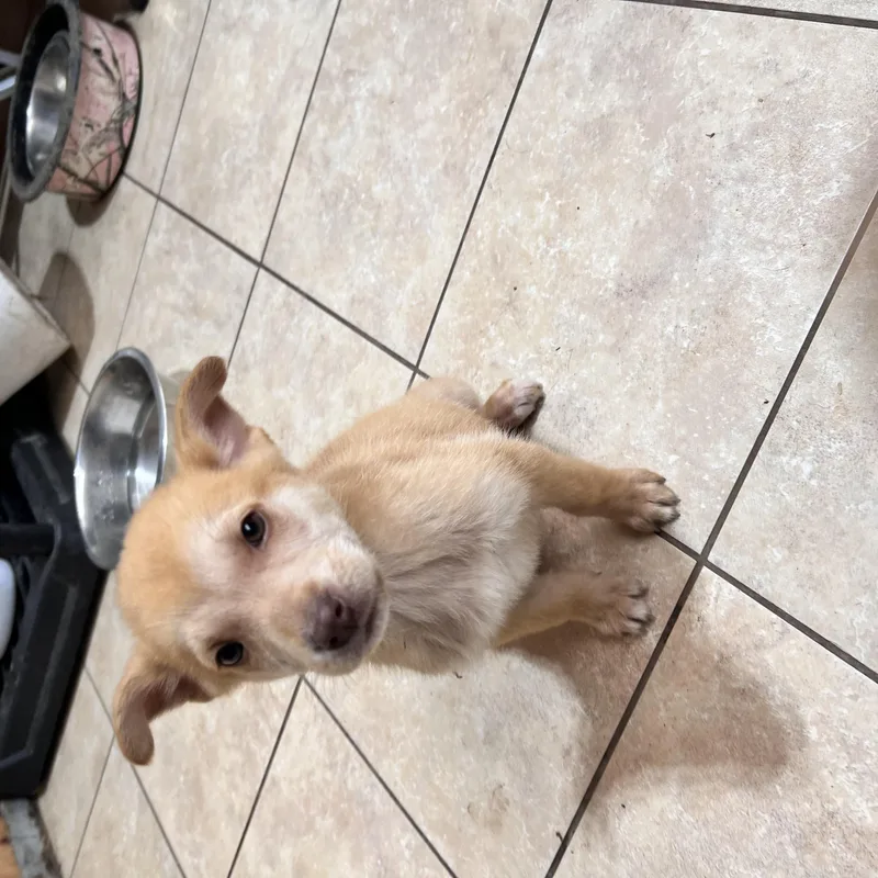 A baby medium-sized female Yellow / Tan / Blond / Fawn Husky dog named Adele for adoption in Andover, MA