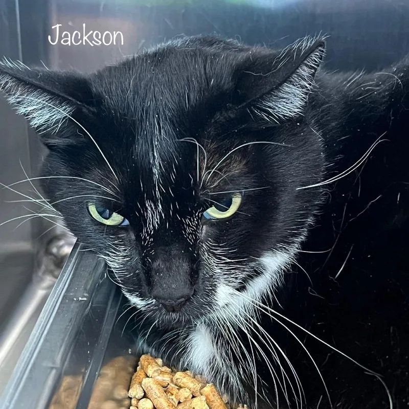 A senior small-sized male Black Domestic Short Hair cat named Jackson for adoption in Madisonville, TN