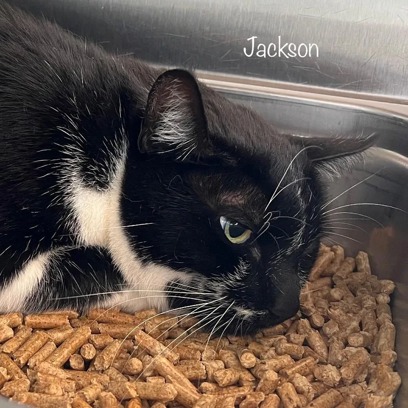 Jackson thumbnail 3