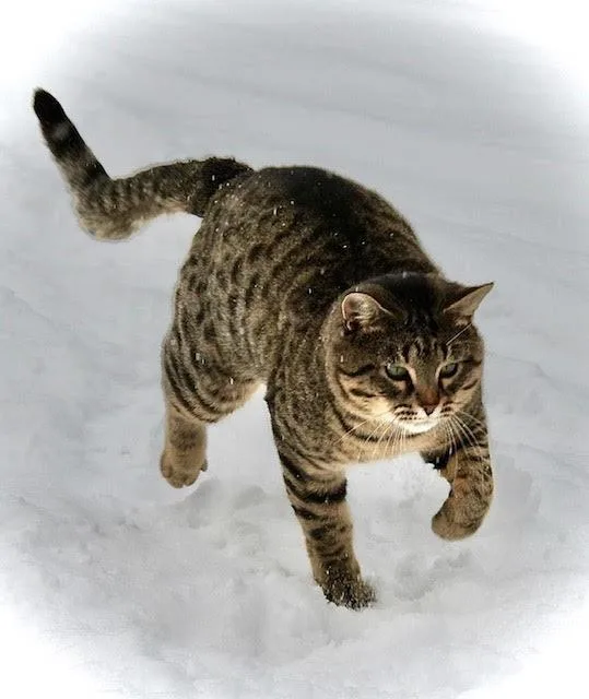 Pistol Pete thumbnail 2