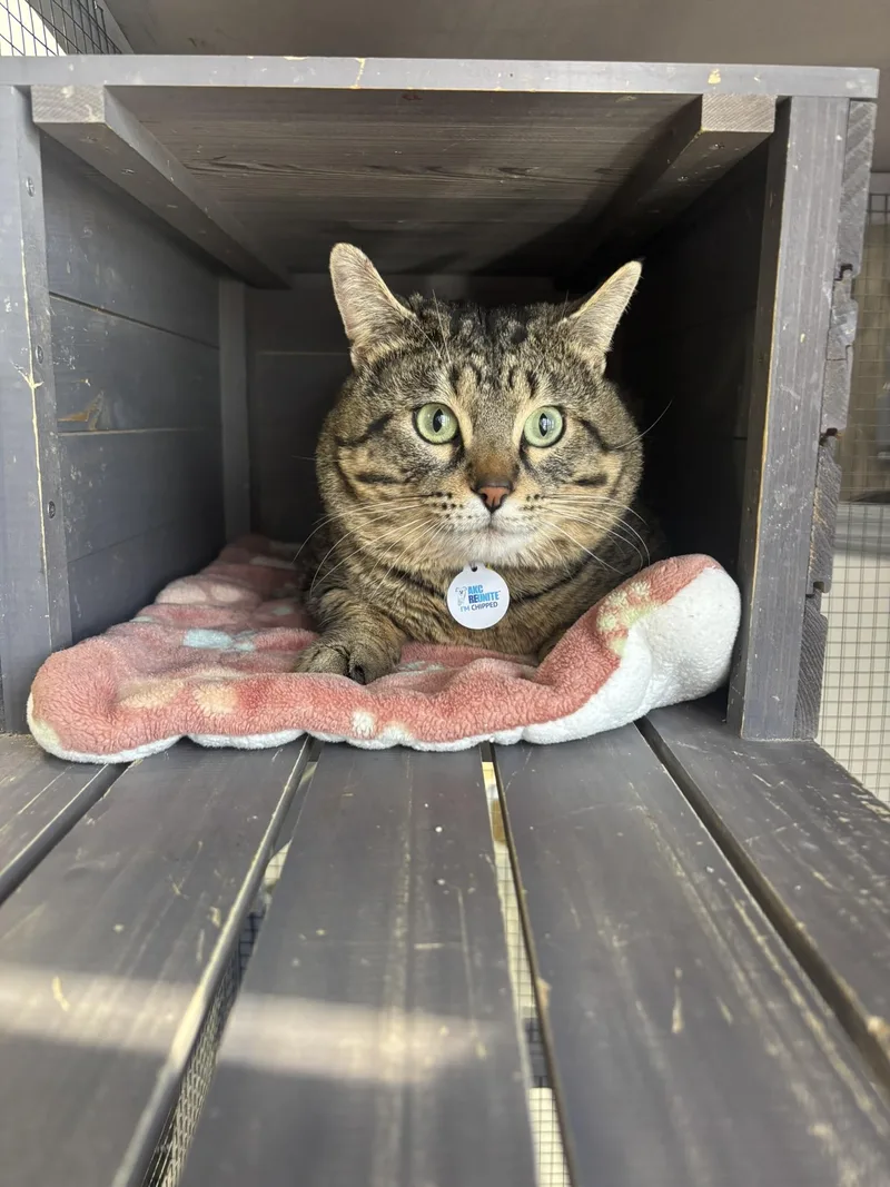 Pistol Pete thumbnail 3