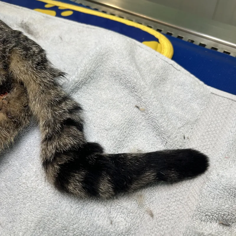 Pistol Pete thumbnail 4