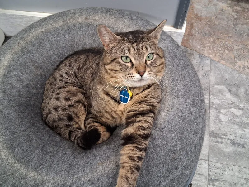 An adult large-sized male Tabby (Tiger Striped) Domestic Short Hair cat named Pistol Pete for adoption in Grand Rapids, MI
