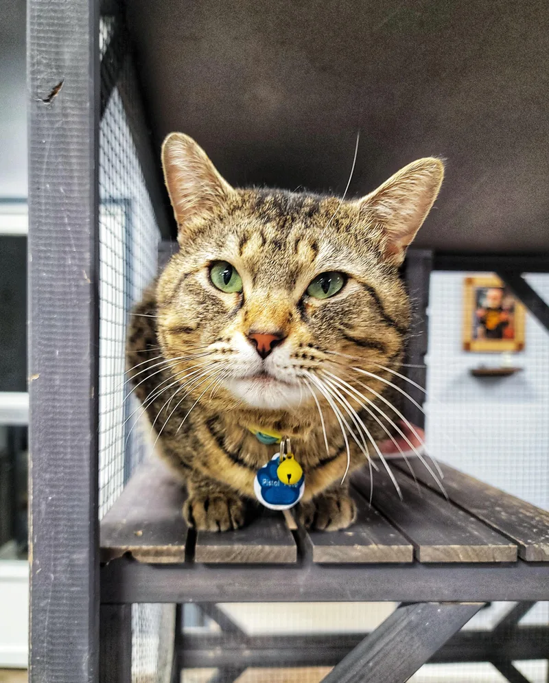 Pistol Pete thumbnail 5