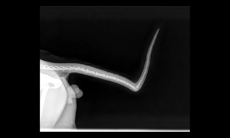 Pistol Pete thumbnail 6