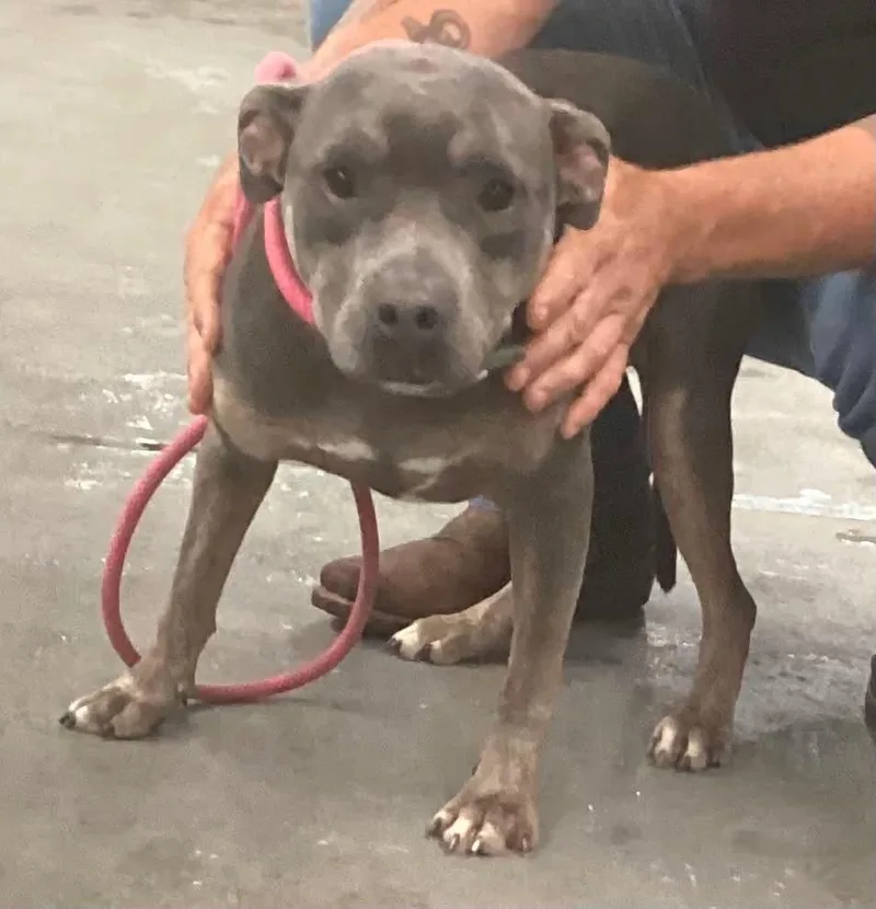 A young medium-sized female Pit Bull Terrier dog named Frack for adoption in Beebe, AR