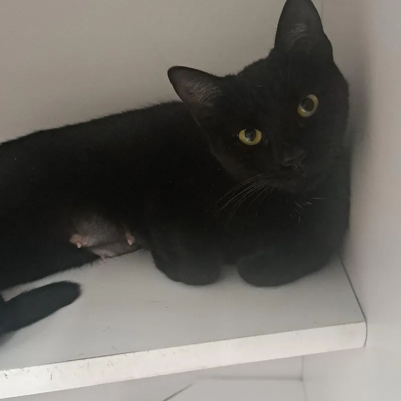 An adult medium-sized female Black Domestic Short Hair cat named Smokie for adoption in Buffalo, NY