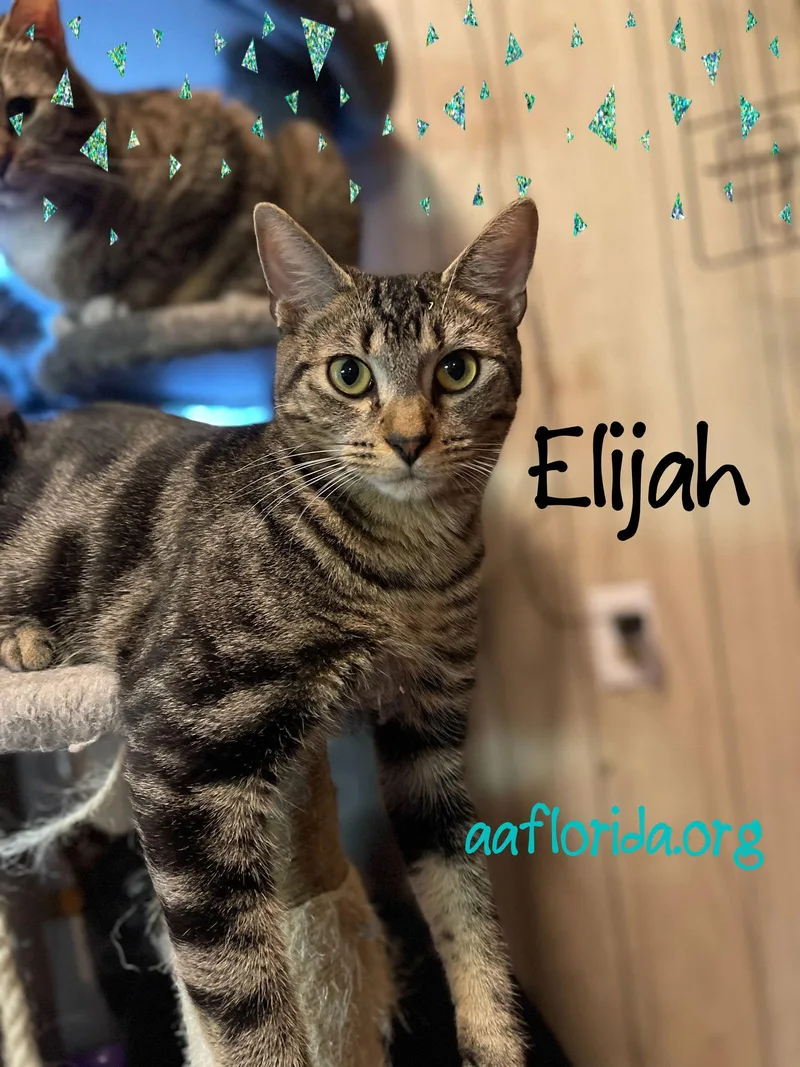 Elijah thumbnail 2