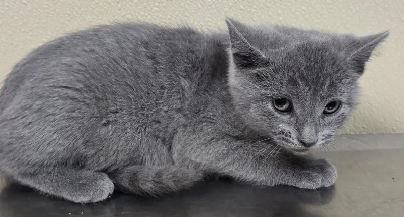 A baby medium-sized female Domestic Short Hair cat named Katt for adoption in Brainerd, MN