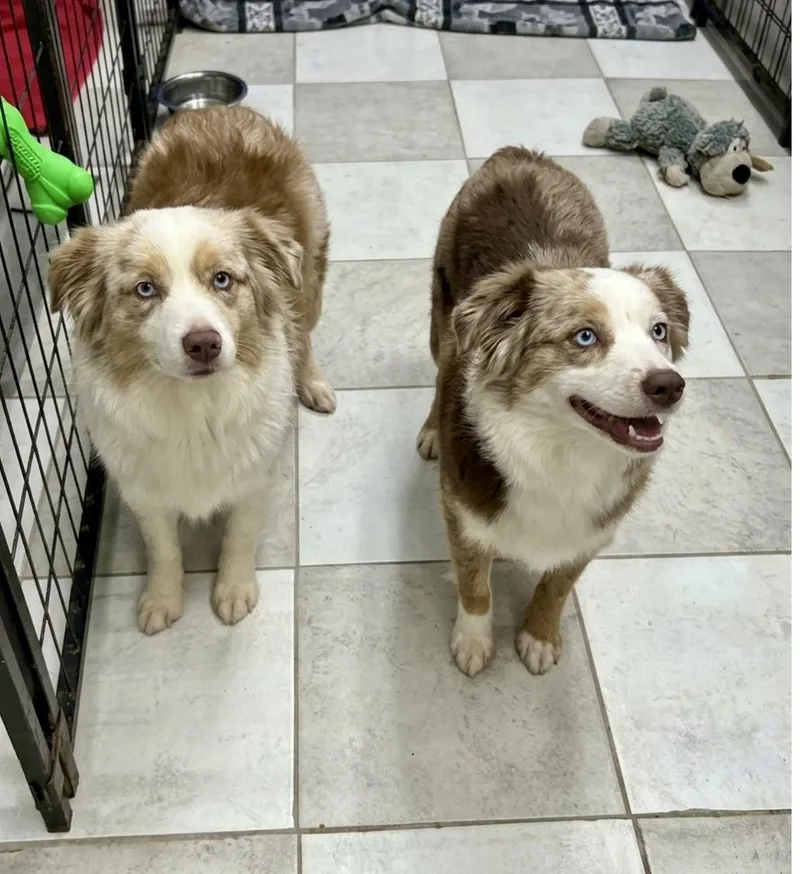 An adult small-sized female Australian Shepherd dog named Dottie & Frankie for adoption in Hartwell, GA