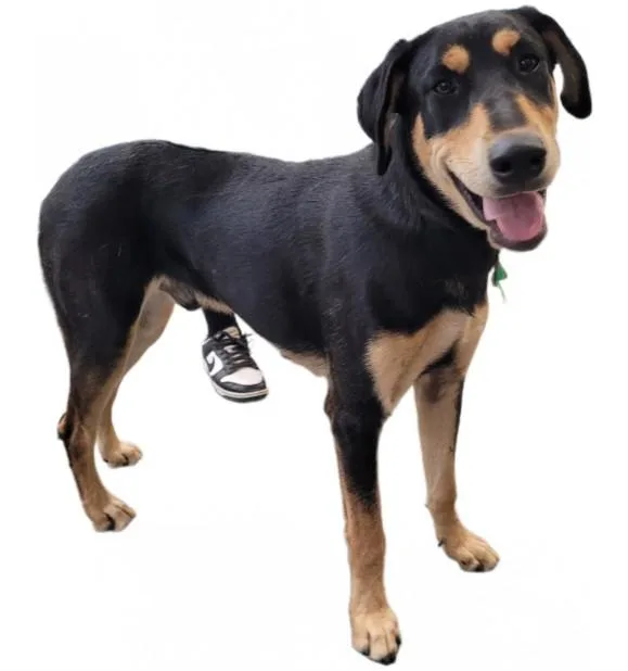 A young large-sized male Doberman Pinscher dog named String Bean for adoption in Los Angeles, CA