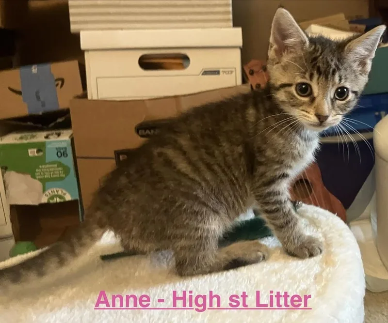 A baby small-sized female Domestic Short Hair cat named Anne for adoption in Telford, PA