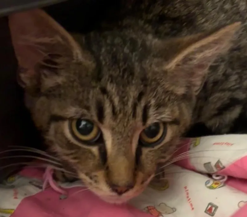 A baby small-sized male Domestic Short Hair cat named Dakota for adoption in Elizabethton, TN